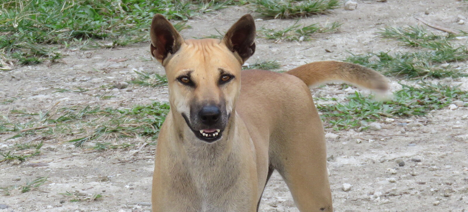 Beautiful stray dog at Tanjung Setia Sumatra