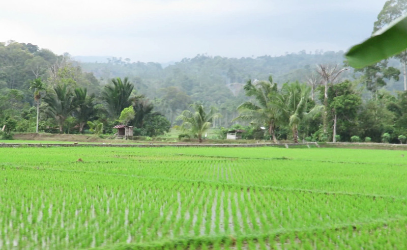 Green rice fields of Krui area