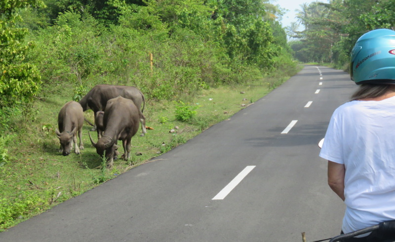 Water buffalo, Lampung, Sumatra